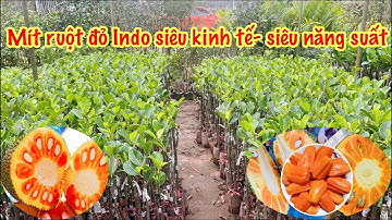Nhận biết Mít ruột đỏ Indo lá bầu chuẩn chất lượng khi mua hàng