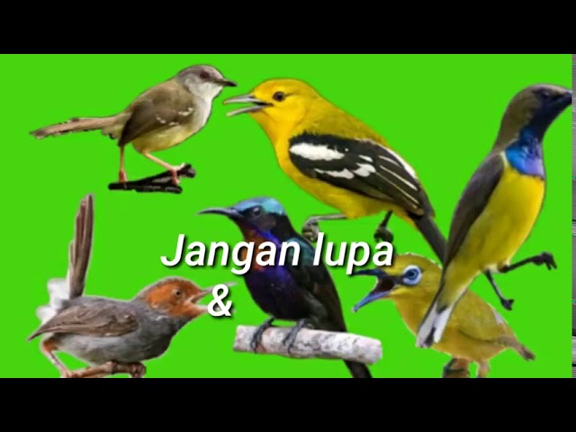 PIKAT SAPU JAGAT BURUNG KECIL BERISIK class=