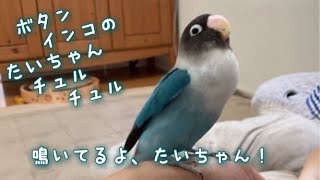 ボタンインコのたいちゃん鳴いてるよ、たいちゃん