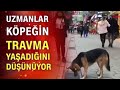 Günlerdir kımıldamadan mazgalı izleyen köpek!