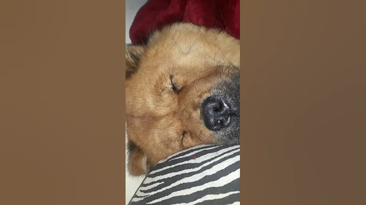 Nina chow chow ronca nao deixa ninguem dormir.