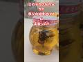 【閲覧注意】秩父名物！巨大オオスズメバチが丸ごと入った「はちみつ漬け」をゲットした