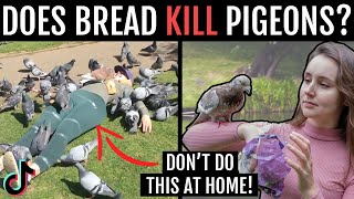 Can pigeons eat bread? A Veterinarian's guide to pigeon feeding + discussing THAT TikTok│Dr Minnie