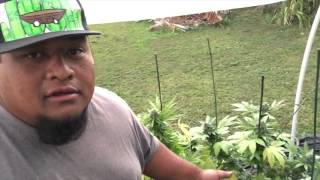 Kauai Kine ShowYourGrow 003 - HVCA Kauai Update