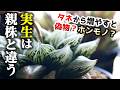 購入する時要チェック!観葉植物の実生を親株と区別する理由【多肉植物ハオルチア】