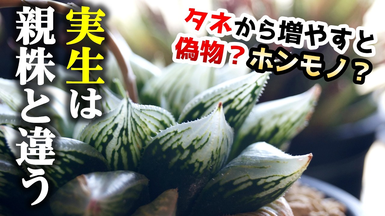 購入する時要チェック！観葉植物の実生を親株と区別する理由【多肉植物