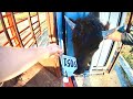 Handling BISON up CLOSE!! GoPro ATTACHED!