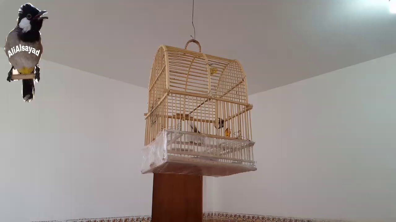 بلابل علاوي تدريب وترويض البلبل البري أو الصيد الجديد الجزء الأول @ali