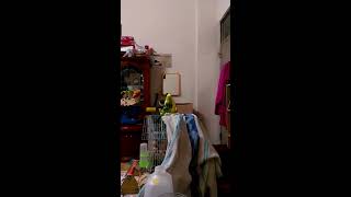 2 1虎皮毛球與黃月輪1051222