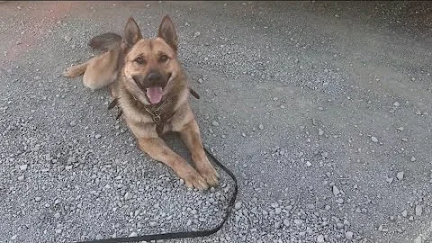 US Customs and Border Protection K9 airlifted following rattlesnake bite