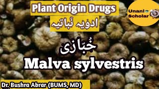 Khubbazi خبازی, Malva Sylvestris, Advia Mufradah Lecture With Slide Presentation