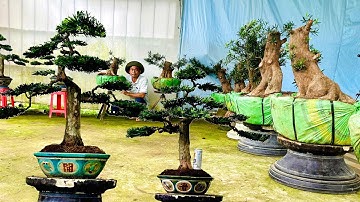 Bán Cây Cảnh 10/11 Tùng La Hán Quả dáng thú, Tùng Kim Cương | Huỳnh Xuyên