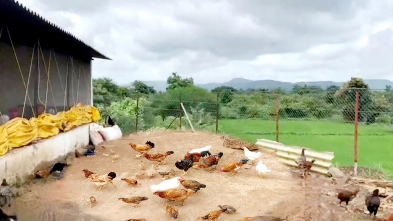 Free Range Poultry Farming l Fencing & Plantation l - YouTube