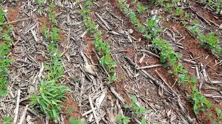 Lugar Onde Foi Plantado Com A Plantadeira Momentum