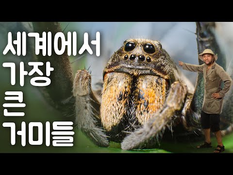 세계에서 가장 큰 거미들 | 동물의 세계 - Animal World Korean