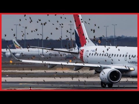 Vidéo: Oiseau Et Avions