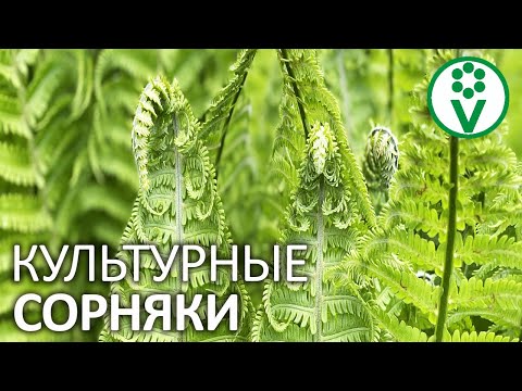 Видео: Является ли sorbaria sorbifolia инвазивным?