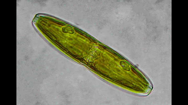 All you need to Know about Golden Algae... Fish Kill