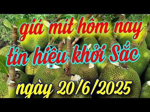 giá mít hôm