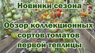 картинка: Новинки сезона  Обзор коллекционных сортов томатов первой теплицы