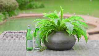 8 Rushall Street Pymble