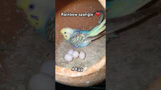 🥚💛 Hamare bird colony me aa gaye 4 naye Egg ✨ #BudgieEggs #BirdColony @AssamExoticBirdHouse