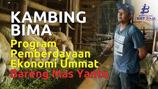 PEU BMT BIMA | Pemberdayaan Ekonomi Ummat melalui Ternak Kambing