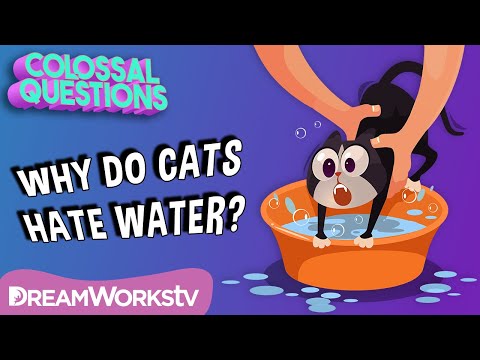 Video: Houden katten van water?