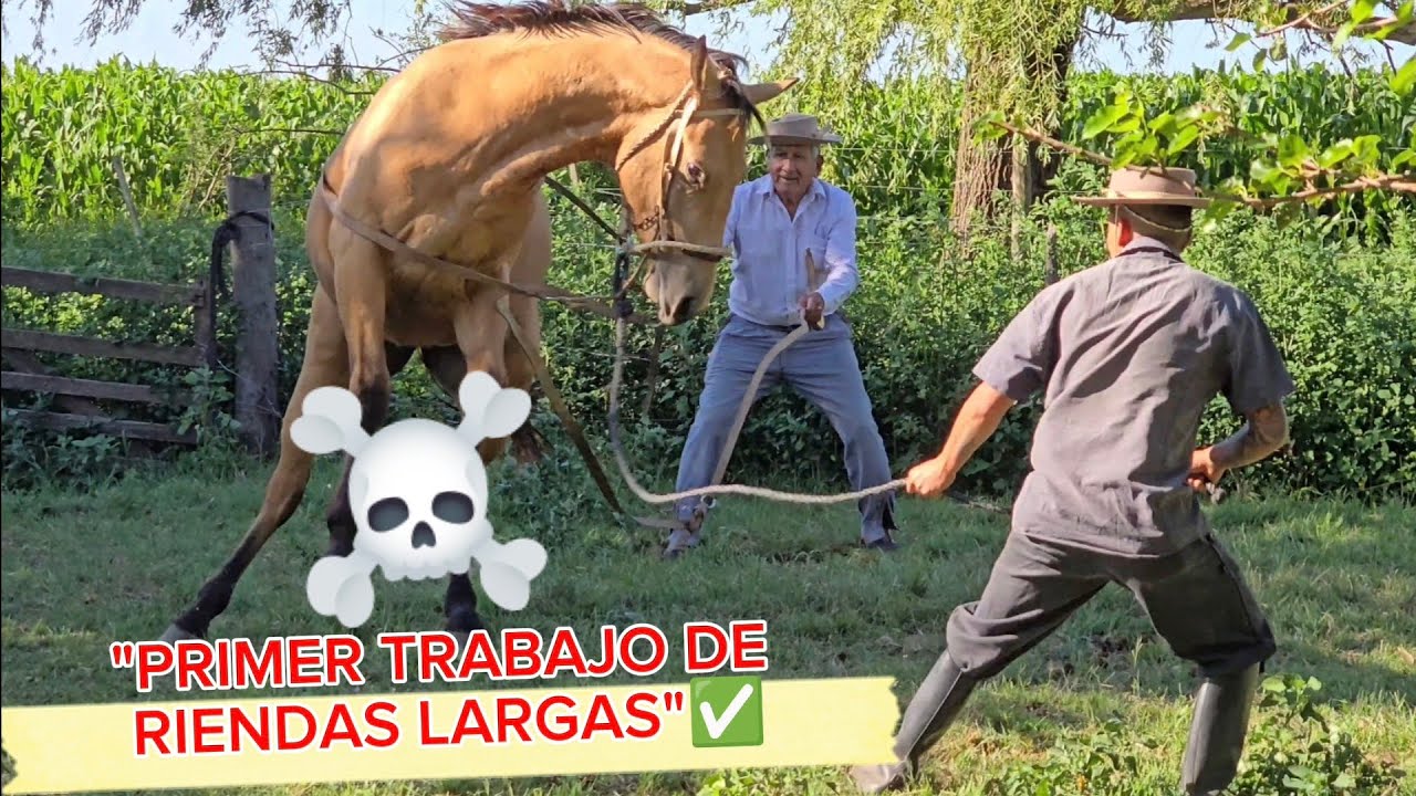 Comienzo de doma para potro 1/4 de milla  🇦🇷🐴