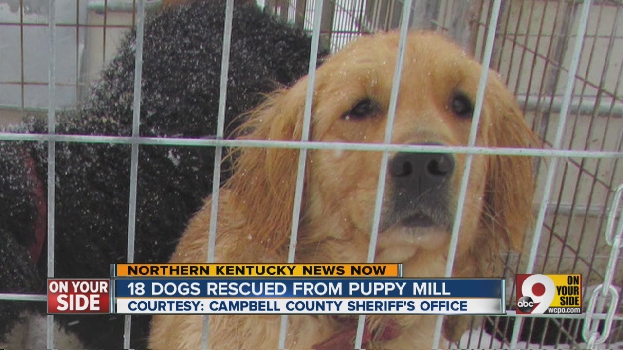 Man arrested after puppy mill raid - YouTube