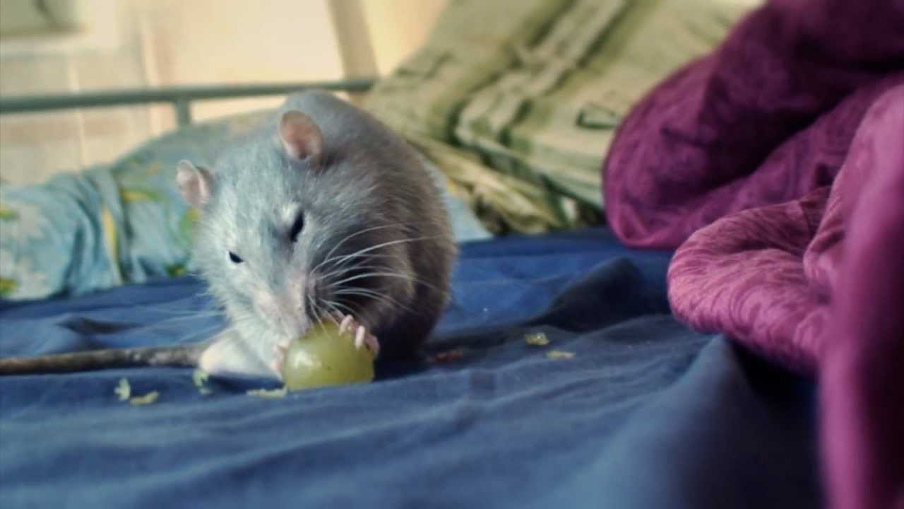 Rat eating grapes & shaking hands =) YouTube
