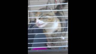 котёнок Софи, 6 месяцев котёнок Софи, 6 месяцев