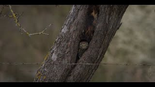 Nos Voisines Les Chevêches