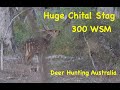 Indian Chital Stag, Deer Hunting Australia, 300 wsm.