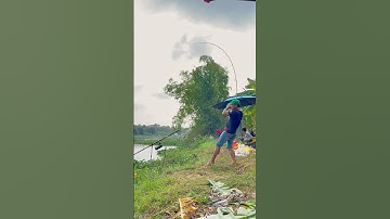 Câu cá tra sông cám R3 và R1 #camr1 #camr2 #camr3 #catrasong