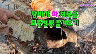 담비가 파먹던 토종벌통 뺏아 보쌈해서 가져오기