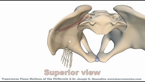 Transverse Plane Motions of the Piriformis with Joe Muscolino