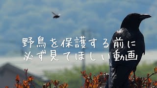 野鳥を保護する前に見て欲しい動画