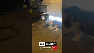 Kitten’s 🐱 Great Escape!! And Meets Big Cat 🐈 For The First Time!!
