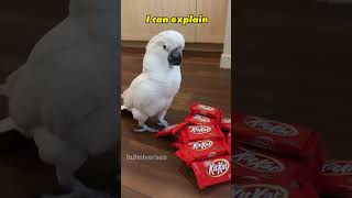 I Found The Missing Kitkats