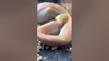 Albino golden child supertiger platinum sunfire