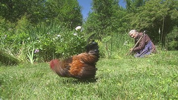 映画『ターシャ・テューダー静かな水の物語』予告編