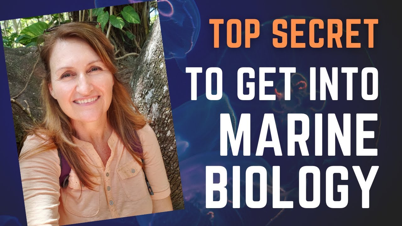 How to Get into Marine Biology YouTube