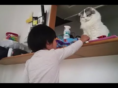 神に供物を捧げるように、猫におもちゃを捧げる子供 - YouTube