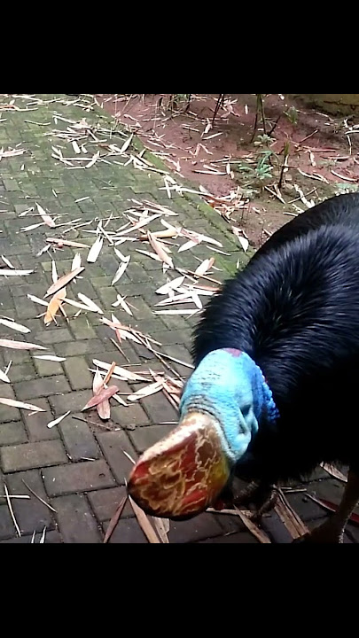 Scary Cassowary Sounds