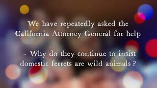 Domestic ferrets are domestic animals. Domestic animals are legal per the California civil code by LegalizeFerrets.org 87 views 2 years ago 1 minute, 2 seconds