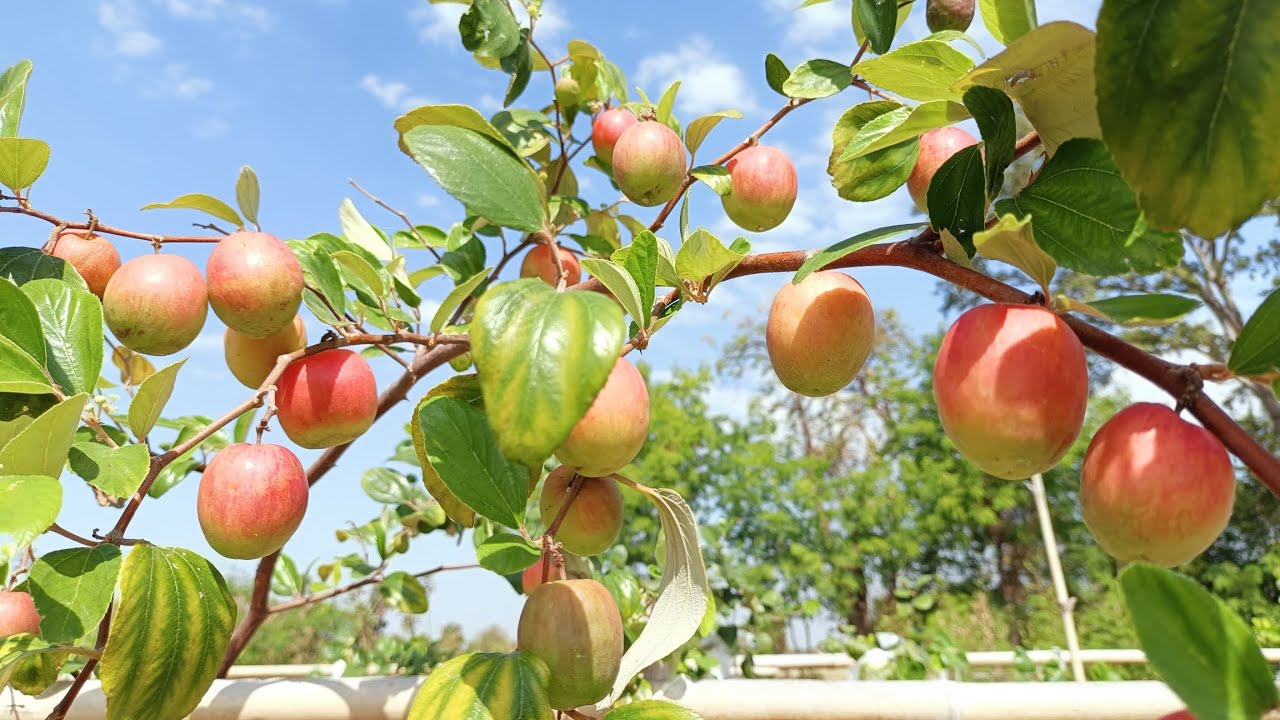 Ep.8 พุทราแดงอินเดีย สวนปารินทร์ ต.ขามสมบูรณ์ อ.คง จ.นครราชสีมา ☎️081-7554859