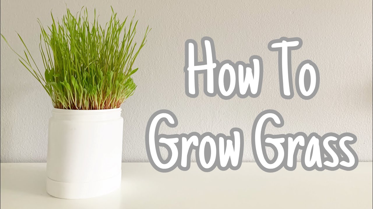 How To Grow Food For Your Bird! | Healthy, Fast, And Easy