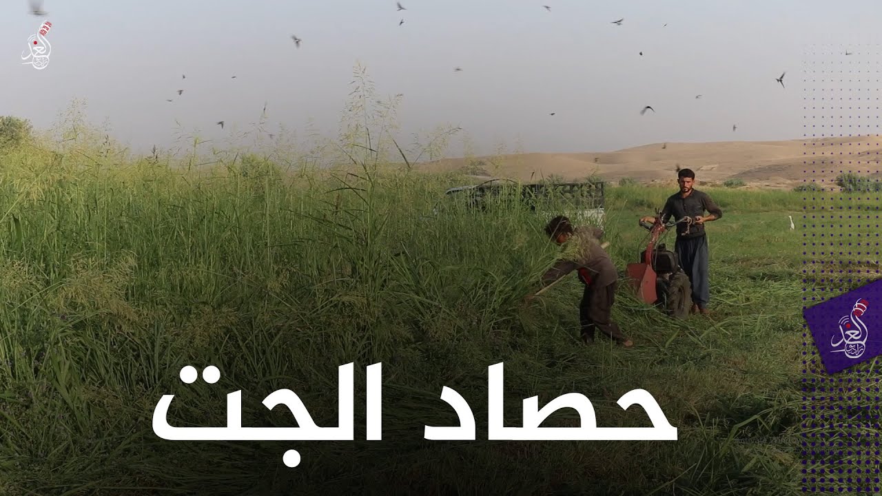 موسم حصاد الجت في  ناحية #بادوش  بمحافظة #نينوى ❤🙏