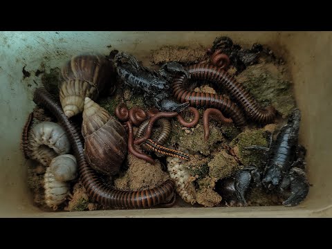 15 دقيقة لصيد العديد من ديدان الألفية الحمراء الصغيرة والخنفساء والعقرب والألفية العملاقة وال